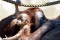 Orangutan baby